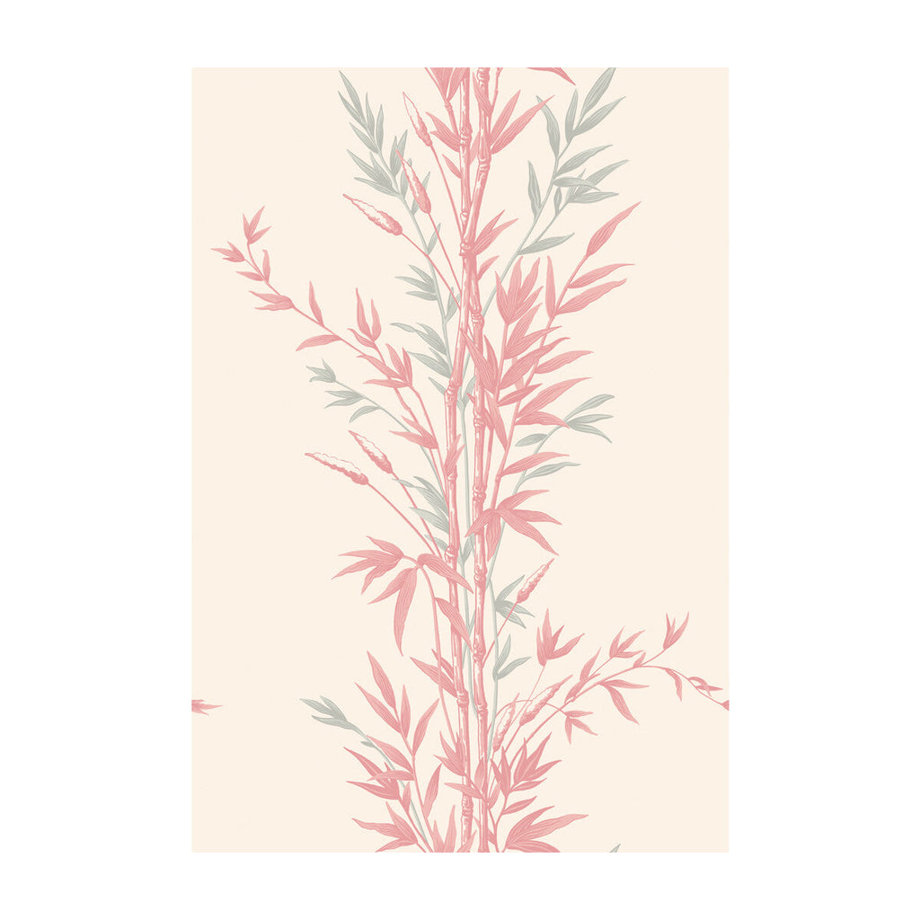 Samples and Purchasing available for Bamboo - Pink  By Cole & Son | Cole & Son Archive Anthology |Botanical & Floral  Wallcovering Print at Designer Wallcoverings and Fabrics