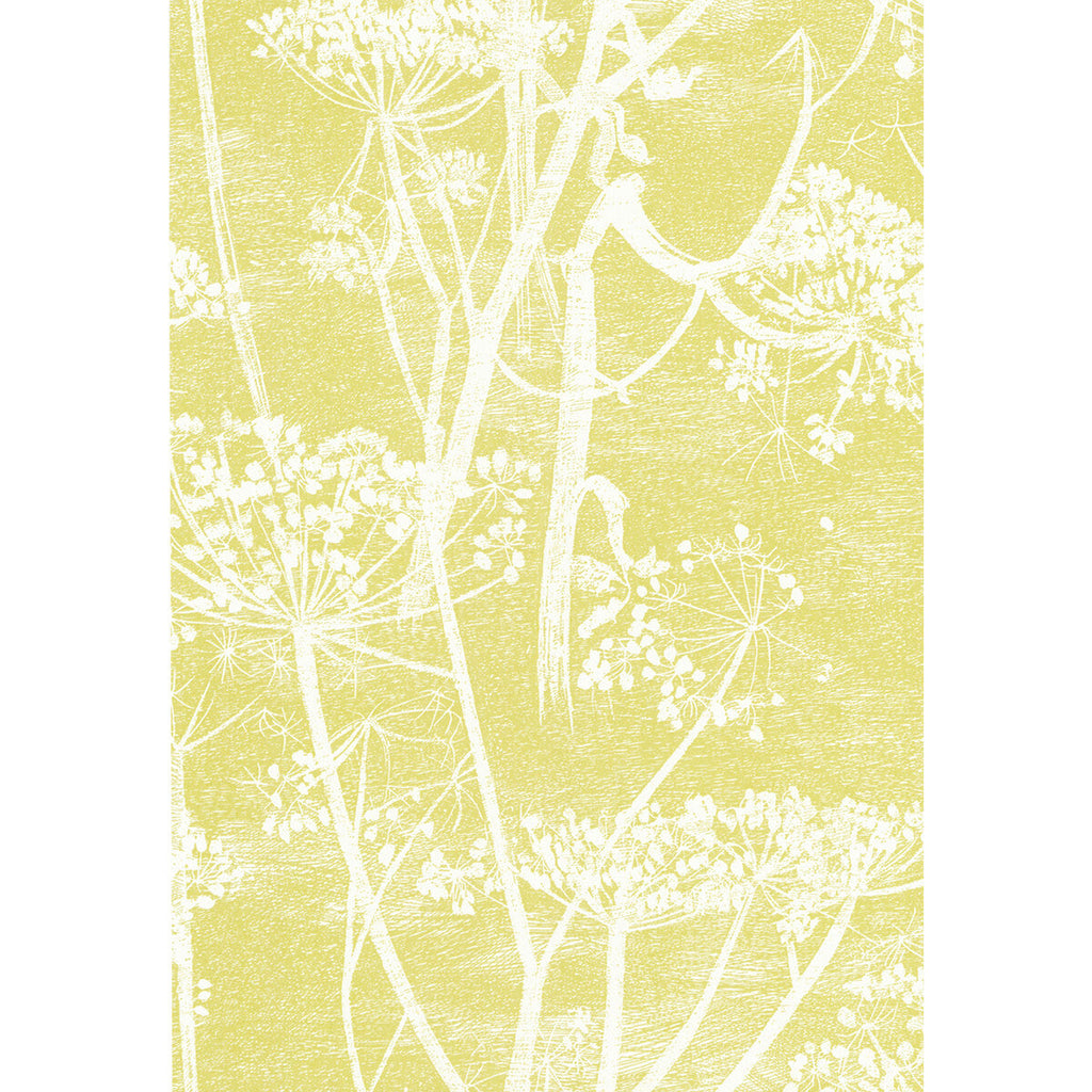 Samples and Purchasing available for Cow Parsley - White/Y Yellow By Cole & Son | Cole & Son New Contemporary | Botanical & Floral Wallcovering  at Designer Wallcoverings and Fabrics