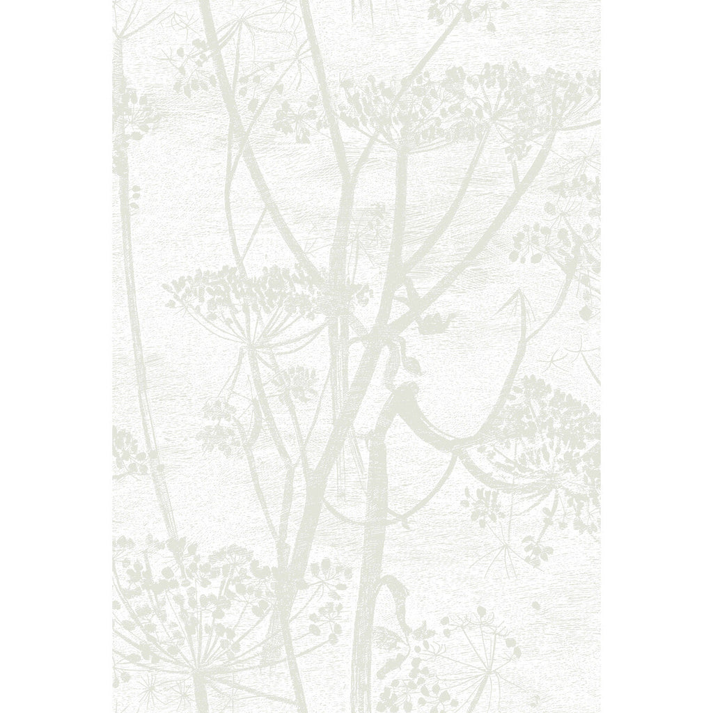 Samples and Purchasing available for Cow Parsley - White White By Cole & Son | Cole & Son Contemporary Restyled |Botanical & Floral  Wallcovering  at Designer Wallcoverings and Fabrics