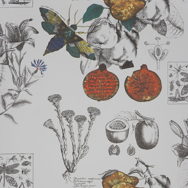 Samples and Purchasing available for Lineo - 1 Multi By Gaston Y Daniela | Gaston Origen Dos |Animal/Insects Botanical & Floral Wallcovering Print at Designer Wallcoverings and Fabrics